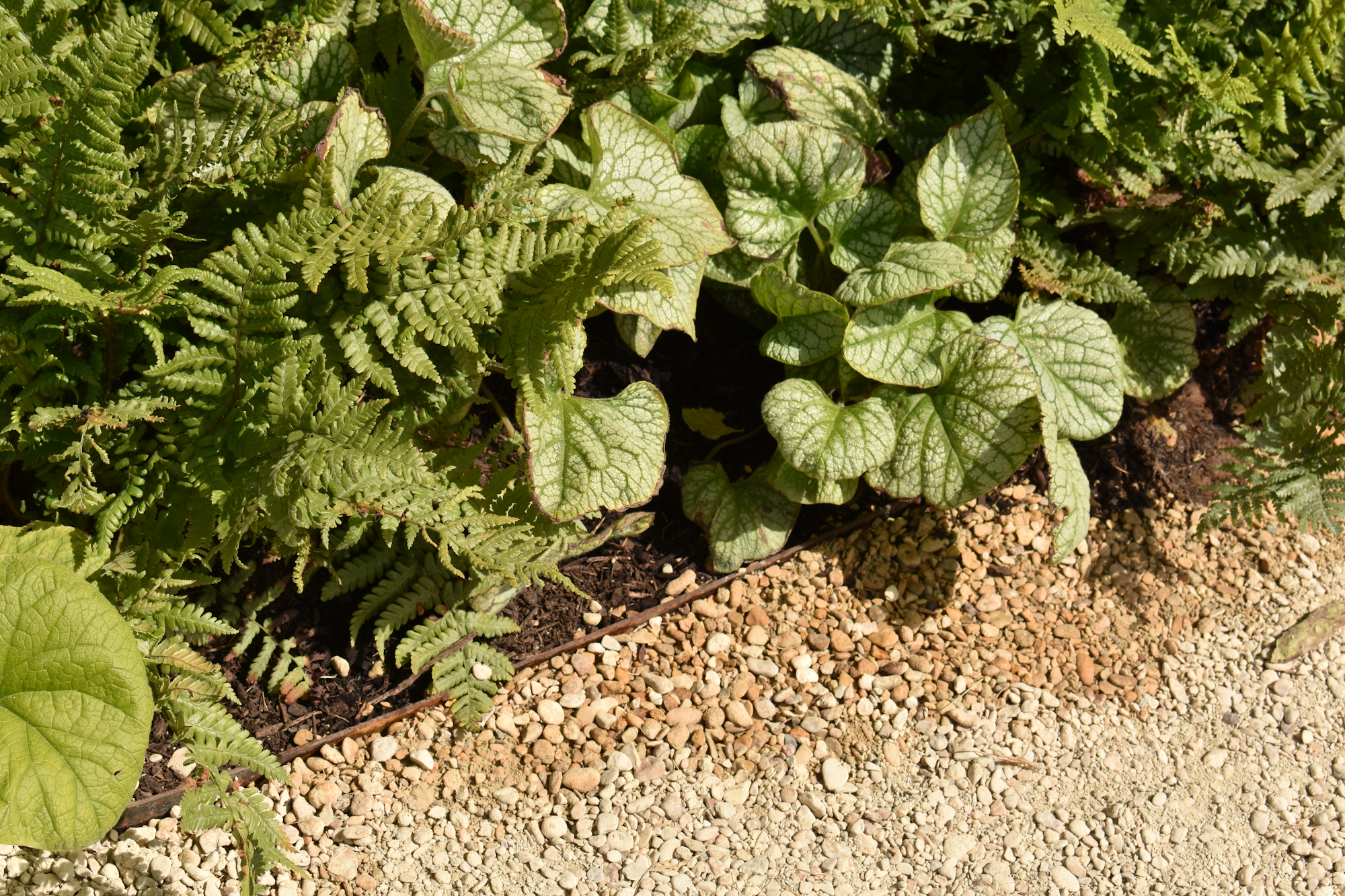 A Guide to Garden Edging: How to Choose the Right Border for Your Lawn