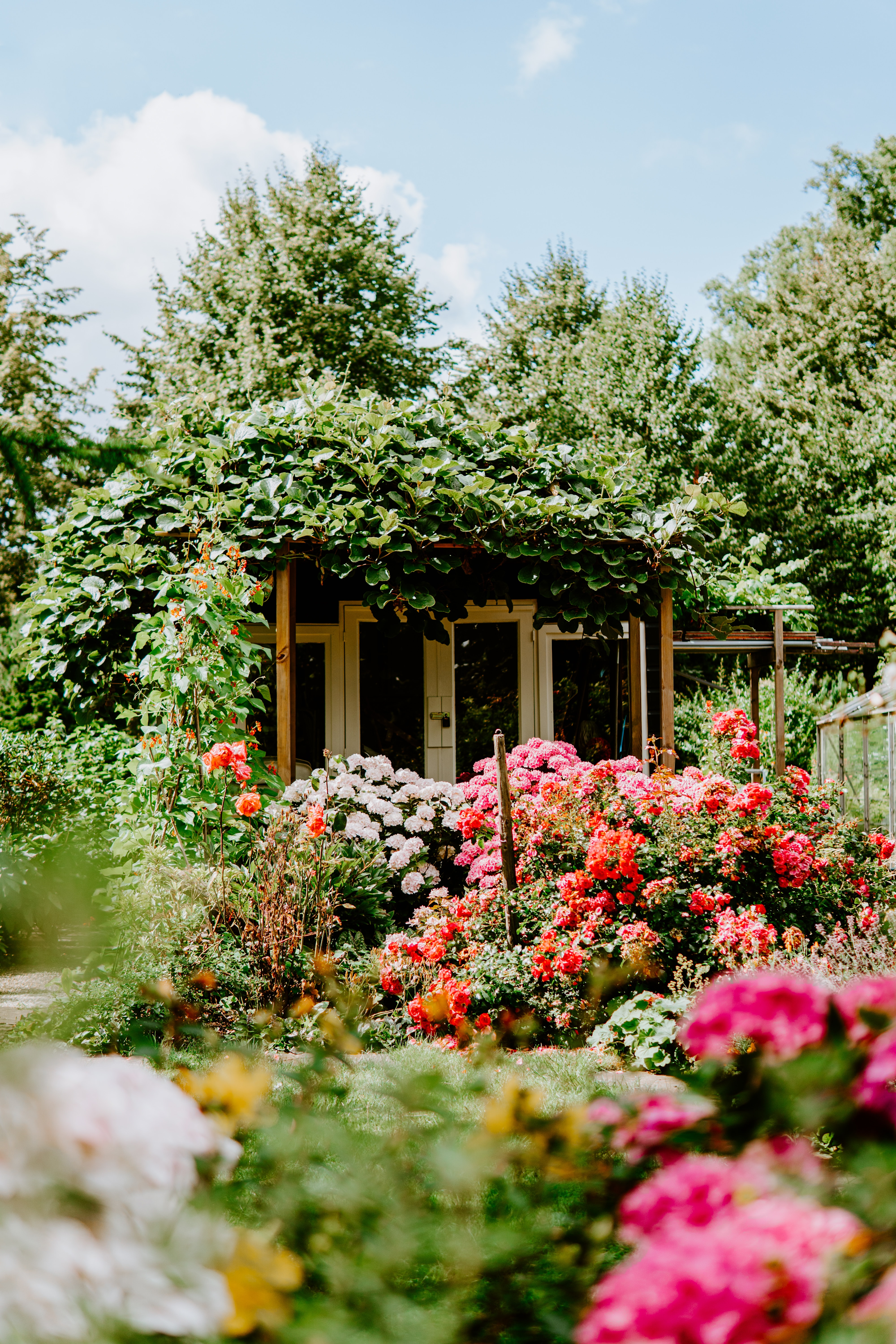 mix-of-shrubs