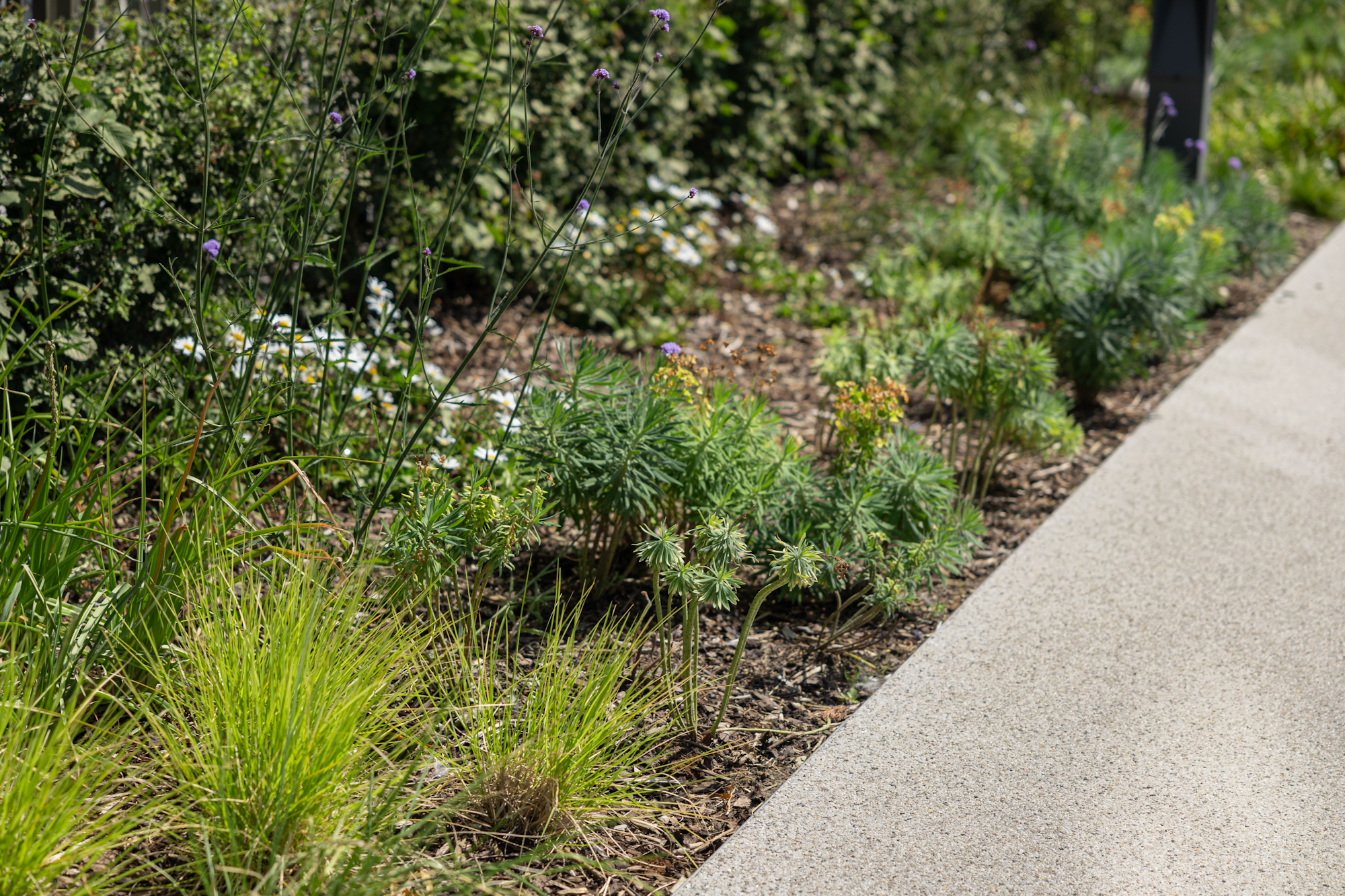 landscape edging